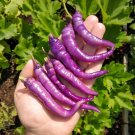 Buena Mulata Purple Peppers Hot  Vegetables 25 seeds