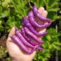 Buena Mulata Purple Peppers Hot  Vegetables 25 seeds
