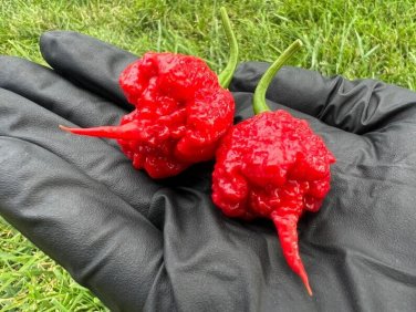 Carolina Reaper Peppers Very Hot Spicy Vegetable Garden 25 seeds
