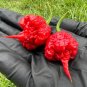 Carolina Reaper Peppers Very Hot Spicy Vegetable Garden 25 seeds