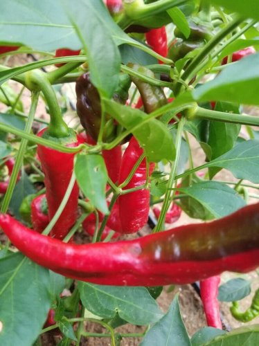 Jimmy Nardello Sweet Red Peppers Planting Vegetable Garden 25 seeds