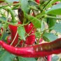 Jimmy Nardello Sweet Red Peppers Planting Vegetable Garden 25 seeds