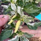 Variegated Calcatta Pepper Vegetable seeds 25 seeds