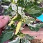 Variegated Calcatta Pepper Vegetable seeds 25 seeds