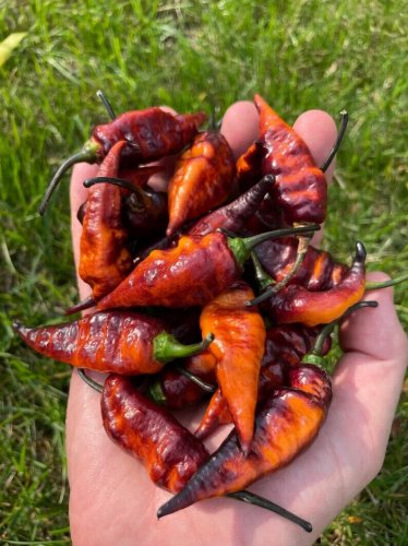 Black Panther Pepper seeds 25 seeds