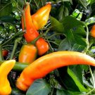 Golden Treasures Peppers Edible Vegetable Garden Planting 25 seeds