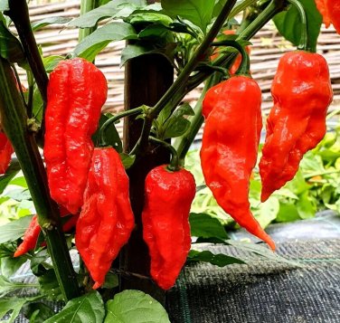 Heirloom Super-Hot Ghost Bhut Jolokia Red Peppers 25 seeds
