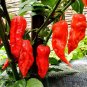 Heirloom Super-Hot Ghost Bhut Jolokia Red Peppers 25 seeds
