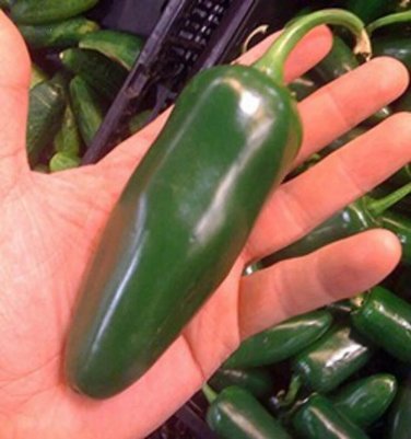 Jalapeno Pepper Giant Edible Vegetable Food Garden Planting Hot Spicy 25 seeds