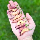 Thor'S Thunderbolt Rare Pepper Seed Premium Packet Edible Vegetable 25 seeds