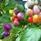 Rainbow Hot Pepper Heirloom Christmas Bulb Plant Edible Vegetable 25 seeds