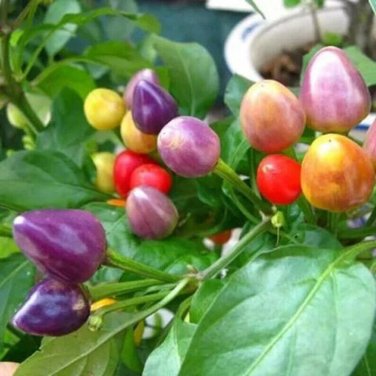 Rainbow Hot Pepper Heirloom Christmas Bulb Plant Edible Vegetable 25 seeds