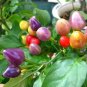 Rainbow Hot Pepper Heirloom Christmas Bulb Plant Edible Vegetable 25 seeds