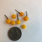 Aji Charapita Peppers  Edible Vegetable Food Spicy Hot 25 seeds