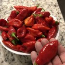 Trinidad Pimento Pepper Heirloom seeds 25 seeds