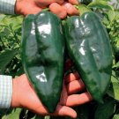 Ancho Poblano Pepper Large Vegetable Huge 25 seeds