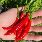 Calabrian Pepper Italian Picante Calabrese Spicy Pepper Of Calabria 25 seeds
