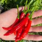 Calabrian Pepper Italian Picante Calabrese Spicy Pepper Of Calabria 25 seeds