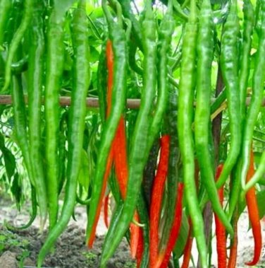 Nanjing Pepper Thin Long seeds 25 seeds