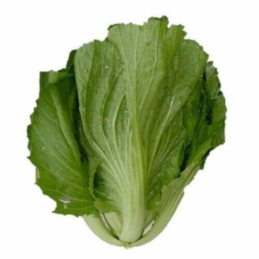 Chinese Mustard/Asian Mustard Green/ Mustasa / Gai Choy Food 200 seeds