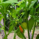 Aji Caballero Gentlemen Hot Pepper (Capsicum Frutescens) Food 25 seeds