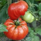 Mortgage Lifter Beefsteak Tomato Indeterminate Heirloom Non-Gmo  50 Seeds