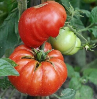 Mortgage Lifter Beefsteak Tomato Indeterminate Heirloom Non-Gmo  50 Seeds