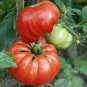 Mortgage Lifter Beefsteak Tomato Indeterminate Heirloom Non-Gmo  50 Seeds
