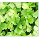Cilantro | Non-Gmo | Heirloom | Fresh Garden seeds 100 seeds