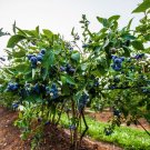 Northern Highbush Blueberry seeds 200 seeds