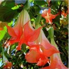 Orange Angel Trumpet Flower Seed Flowers Tropical Seed 25 seeds