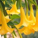 Yellow Angel Trumpet seeds 25 seeds