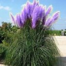 Purple Pampas Grass  Lavender seeds 200 seeds