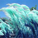 Teal Blue Pampas Grass seeds 200 seeds