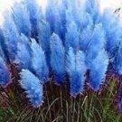 Navy Blue Pampas Grass seeds 200 seeds