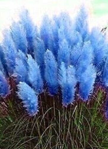 Navy Blue Pampas Grass seeds 200 seeds