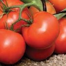 Arbason Tomato  Garden Planting Tomatoes 50+ seeds