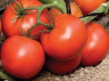 Arbason Tomato  Garden Planting Tomatoes 50+ seeds
