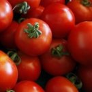 Argentina Cherry Tomato  Garden Planting Tomatoes 50+ seeds