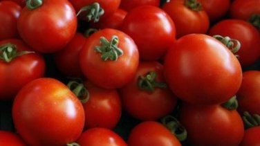 Argentina Cherry Tomato  Garden Planting Tomatoes 50+ seeds
