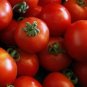 Argentina Cherry Tomato  Garden Planting Tomatoes 50+ seeds