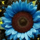 Blue Sunflowers Huge Planting Sunflower Garden Large Flowers Floral 50+ seeds