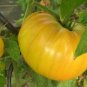 Aunt Gertie'S Gold Tomato  Garden Planting Tomatoes Food 50+ seeds