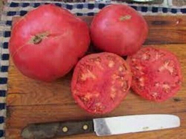Aunt Ginny'S Tomato  Garden Planting Tomatoes Food 50+ seeds