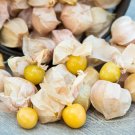 Molly'S Ground Cherry Tomato  Garden Planting Tomatoes 50+ seeds