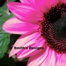 Hot Pink Sunflowers Huge Planting Sunflower Garden Large Flowers 50+ seeds