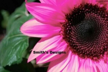 Hot Pink Sunflowers Huge Planting Sunflower Garden Large Flowers 50+ seeds