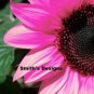Hot Pink Sunflowers Huge Planting Sunflower Garden Large Flowers 50+ seeds