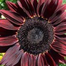 Maroon Sunflowers Dark Red Planting Sunflower Garden Large Flowers 50+ seeds
