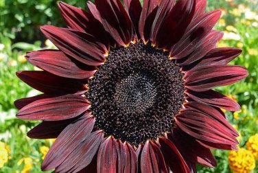 Maroon Sunflowers Dark Red Planting Sunflower Garden Large Flowers 50+ seeds
